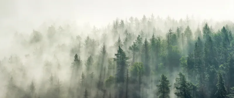 Fototapeta Panoramiczny widok na las z poranną mgłą