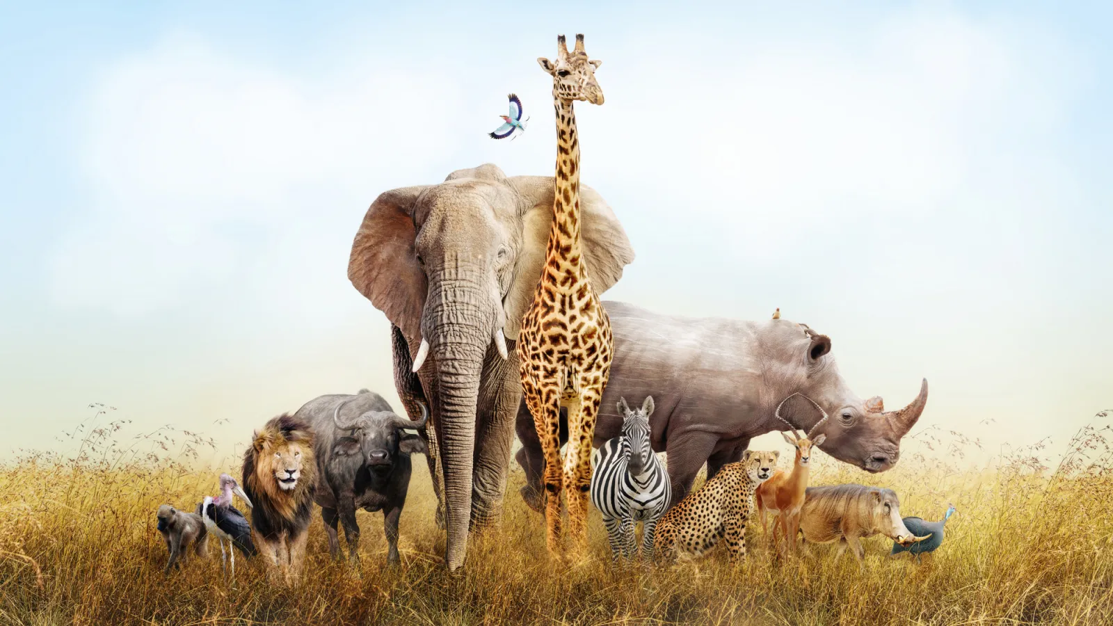 Fototapeta Zwierzęta Safari — powiększenie wzoru