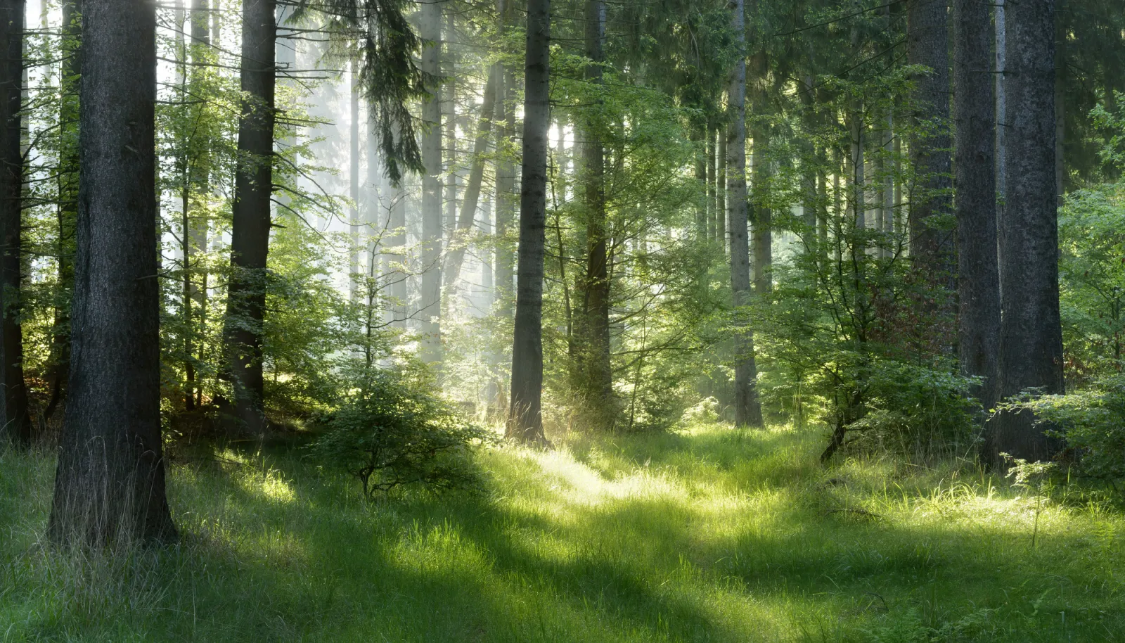 Fototapeta Rozświetlony Las Świerkowy — powiększenie wzoru