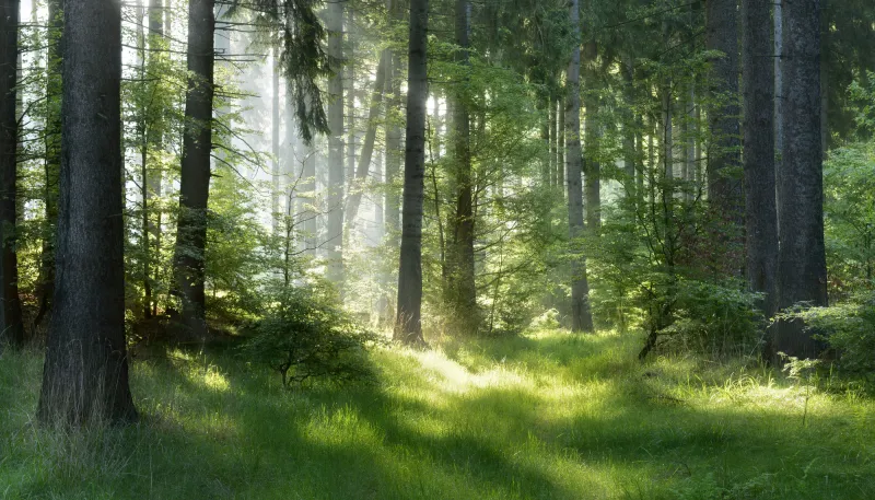 Fototapeta Rozświetlony Las Świerkowy