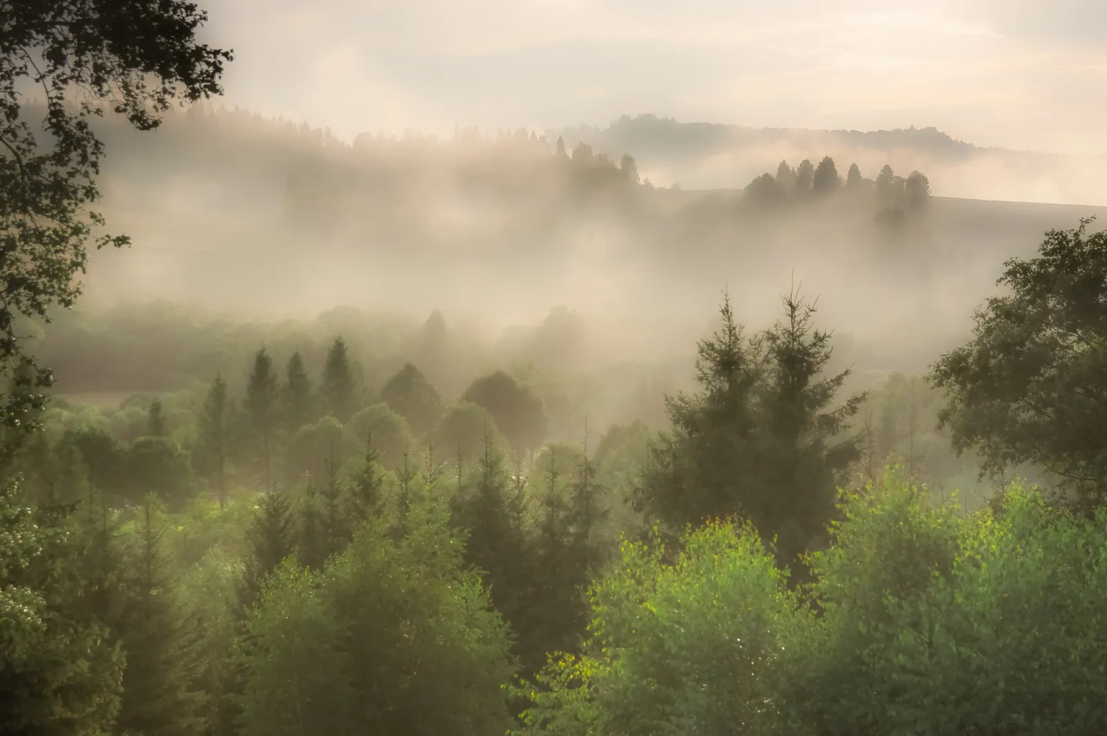 Fototapeta Mglisty Poranek — powiększenie wzoru