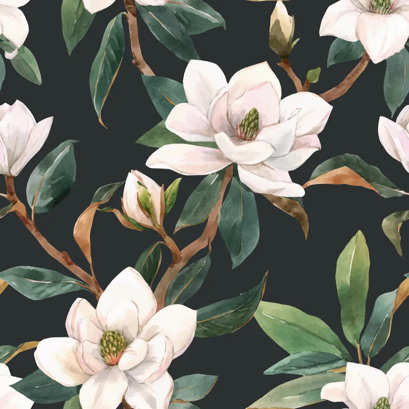 Fototapeta Białe kwiaty magnolii na ciemnym tle