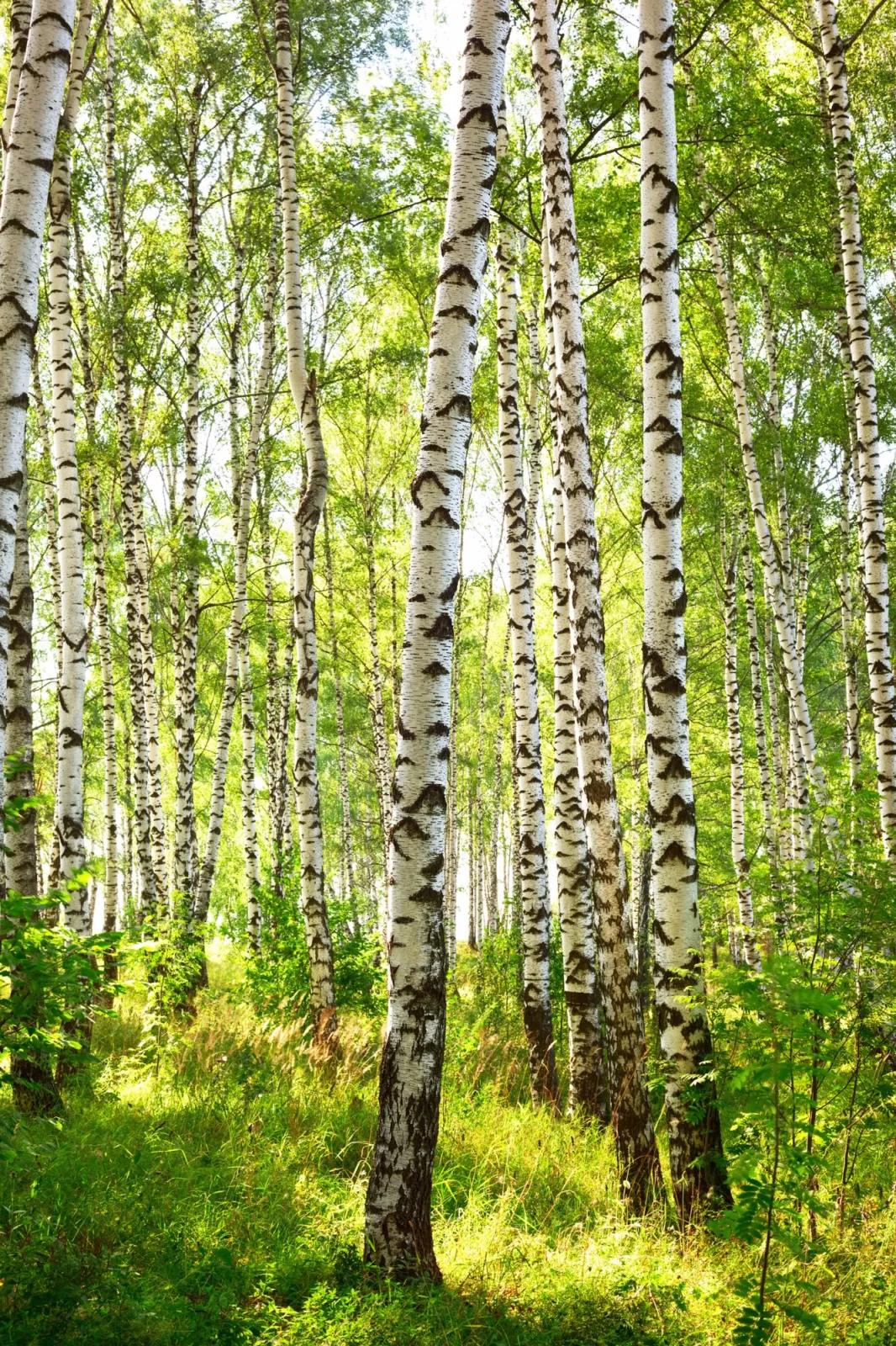 Fototapeta Lato w brzozowym lesie — powiększenie wzoru
