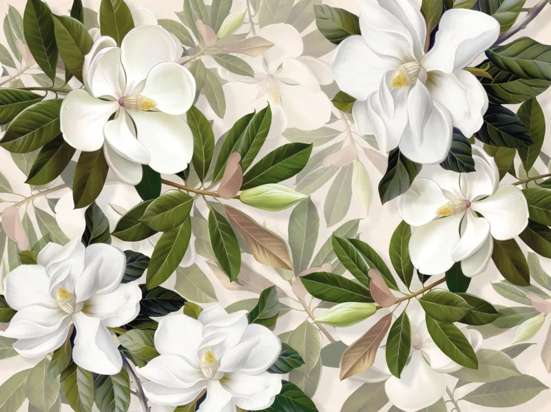 Fototapeta Białe kwiaty magnolii