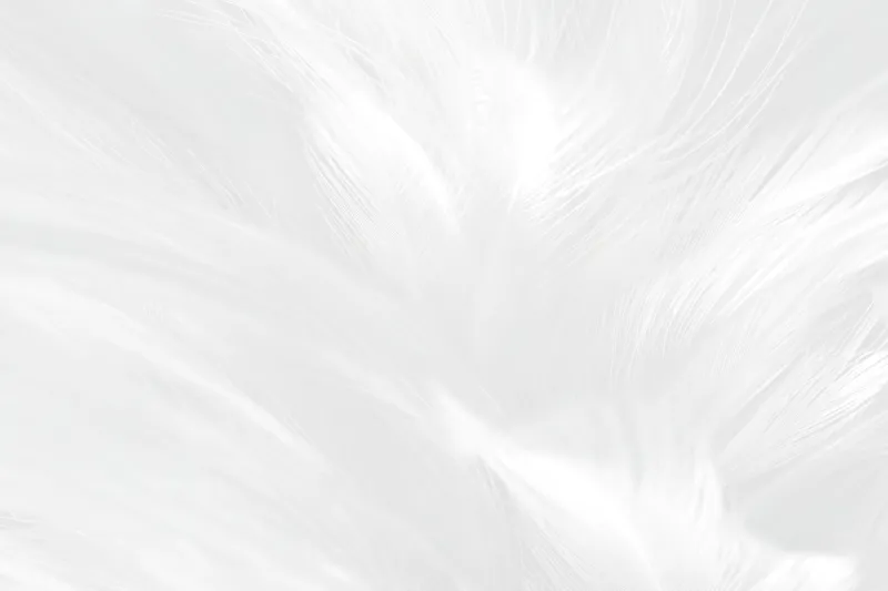 Fototapeta Białe pióra